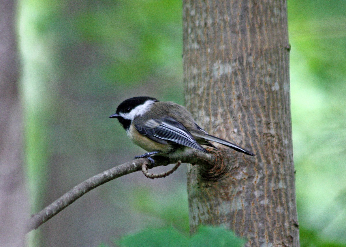 Black-capped Chickadee - Noreen Baker