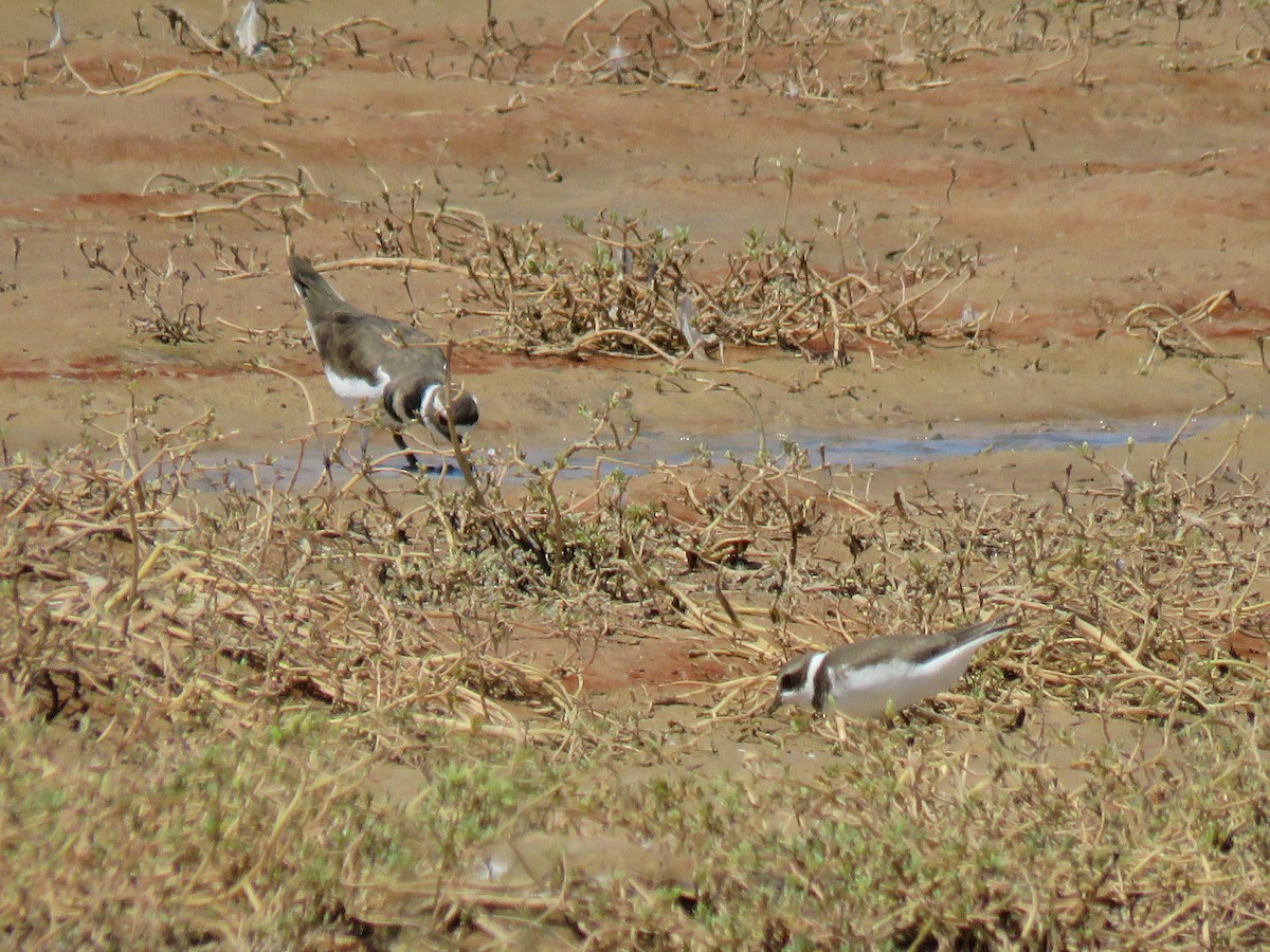 Semipalmated Plover - ML114327731