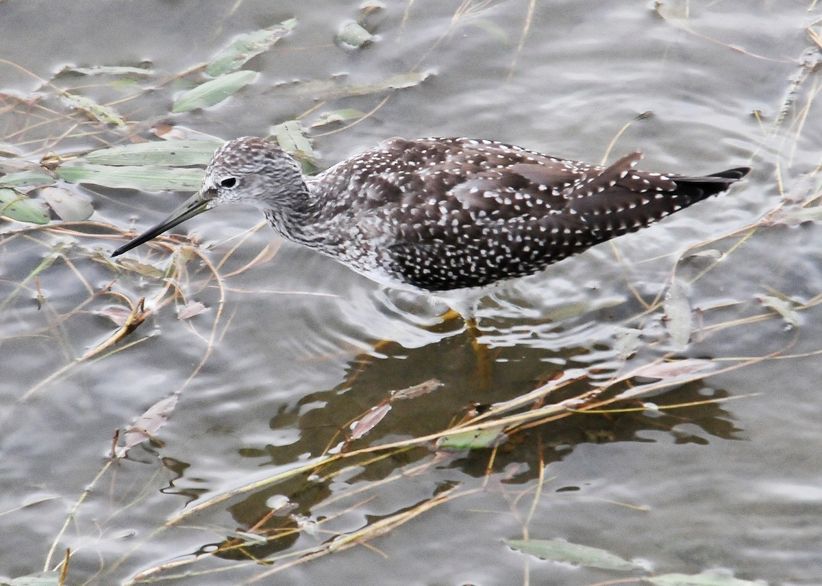 Greater Yellowlegs - Kurt Hennige