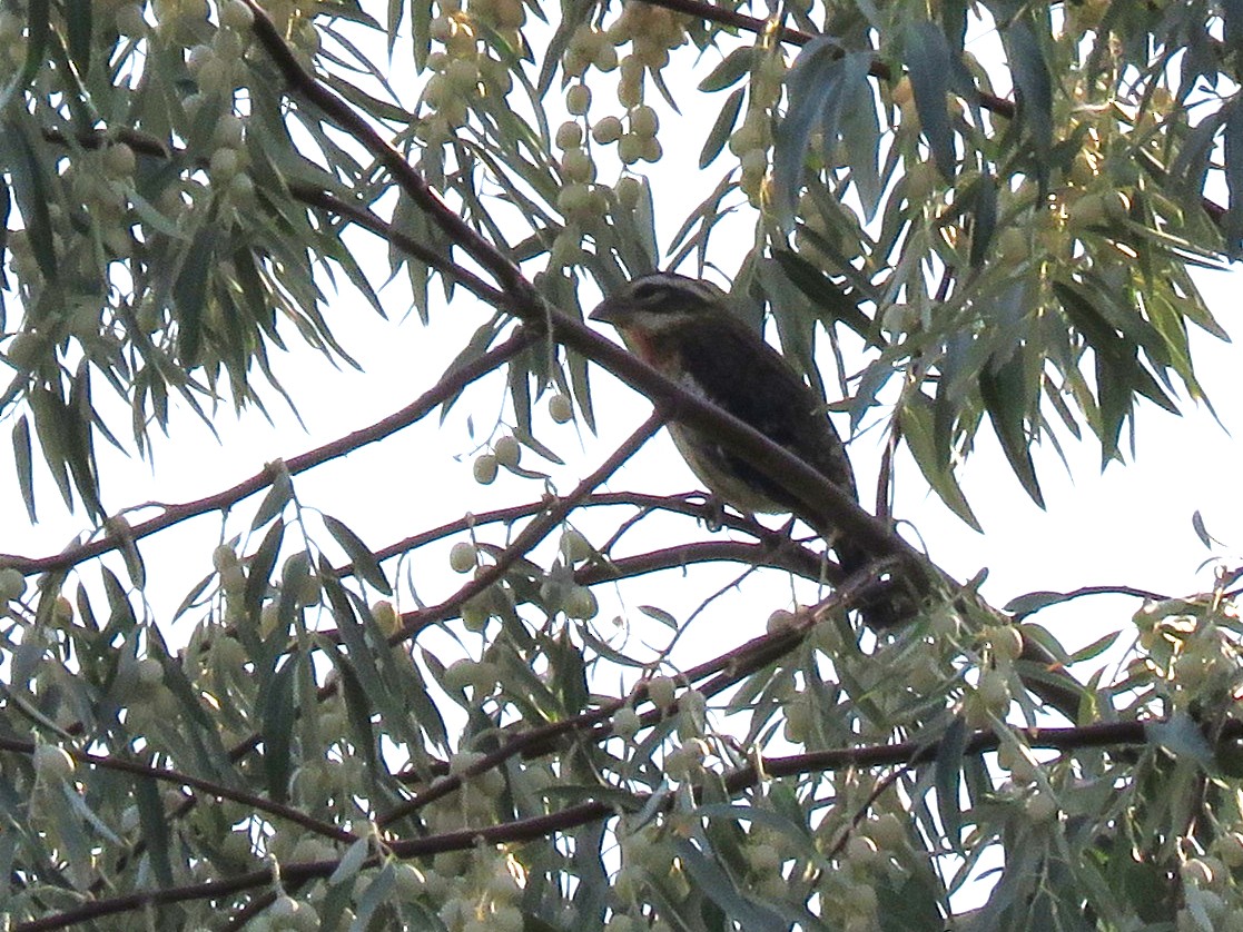 Rose-breasted Grosbeak - ML114329231