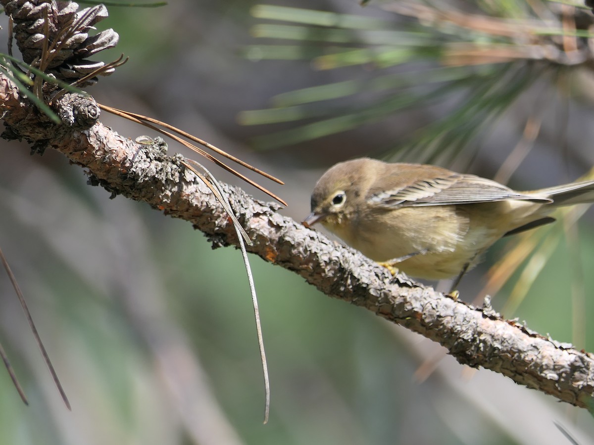 Pine Warbler - ML114329611