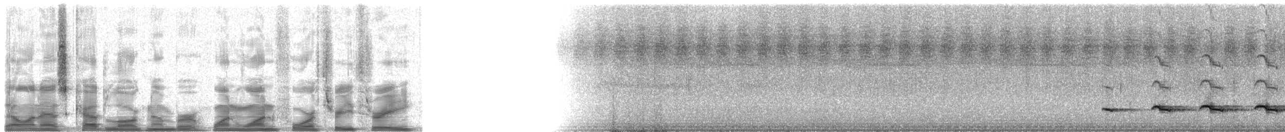 Weißschulter-Ameisenvogel - ML11433