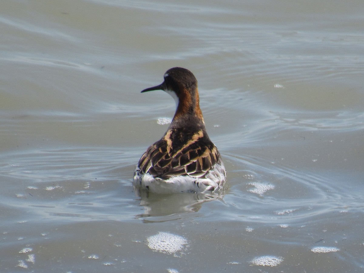 Red-necked Phalarope - Vibeke Pedersen