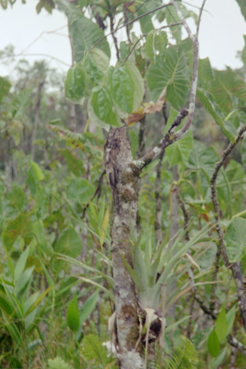 Common Potoo - ML114330561