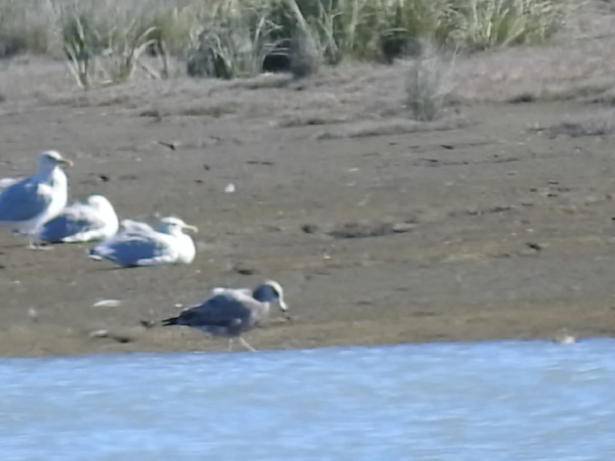 California Gull - ML114332021