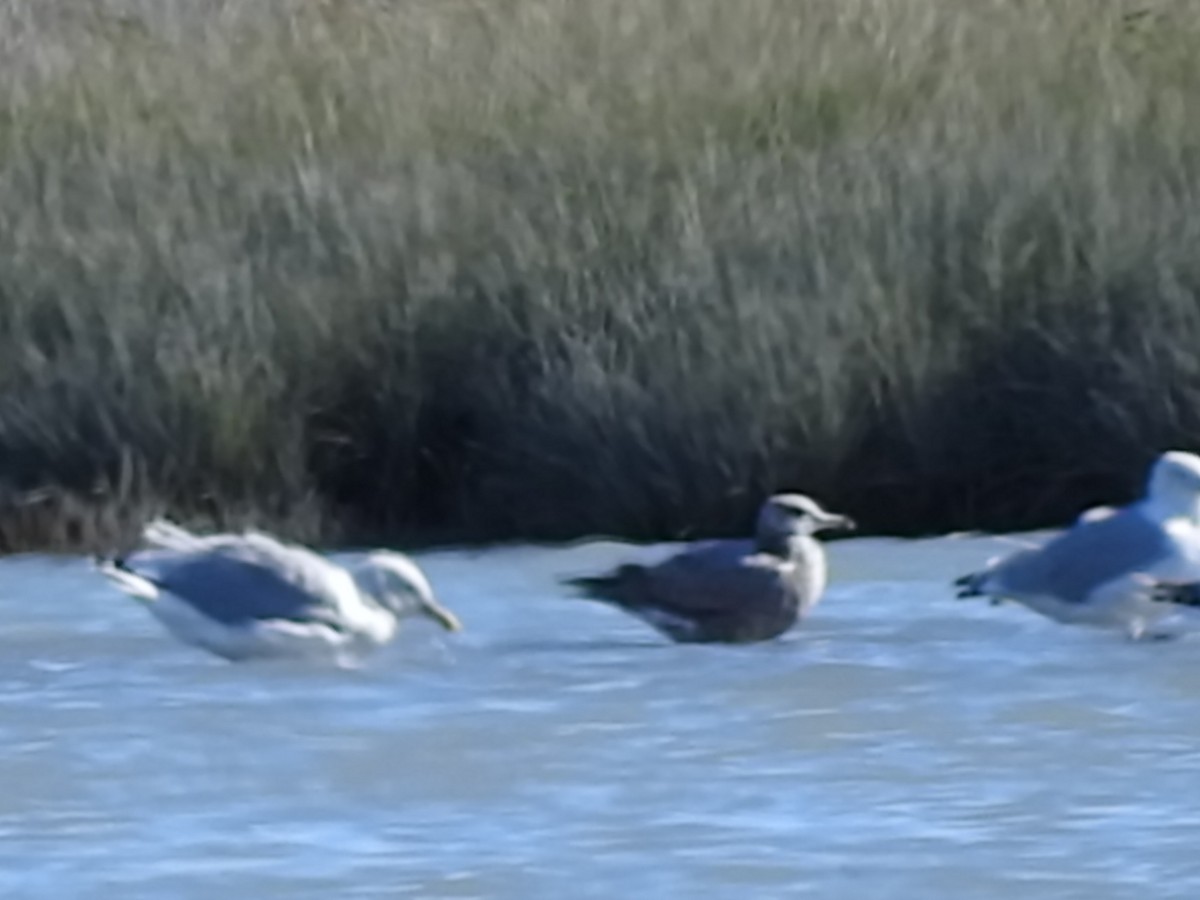 Gaviota Californiana - ML114332031