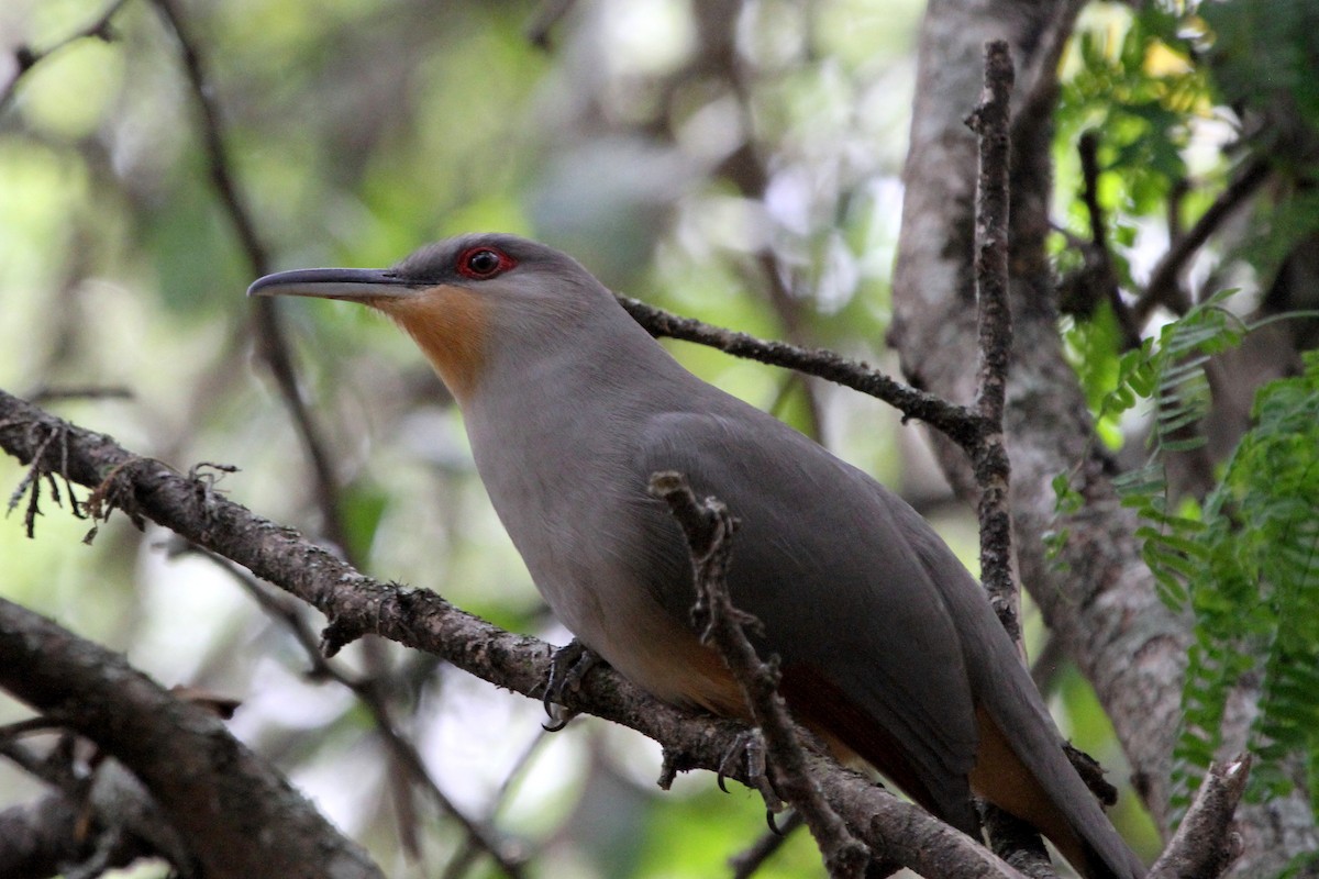 Hispaniolan Lizard-Cuckoo - ML114332041