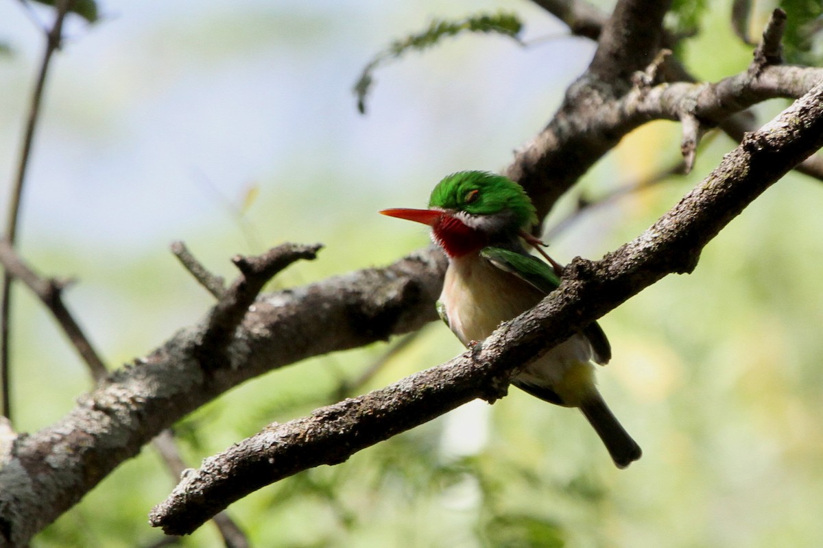 Broad-billed Tody - ML114332381