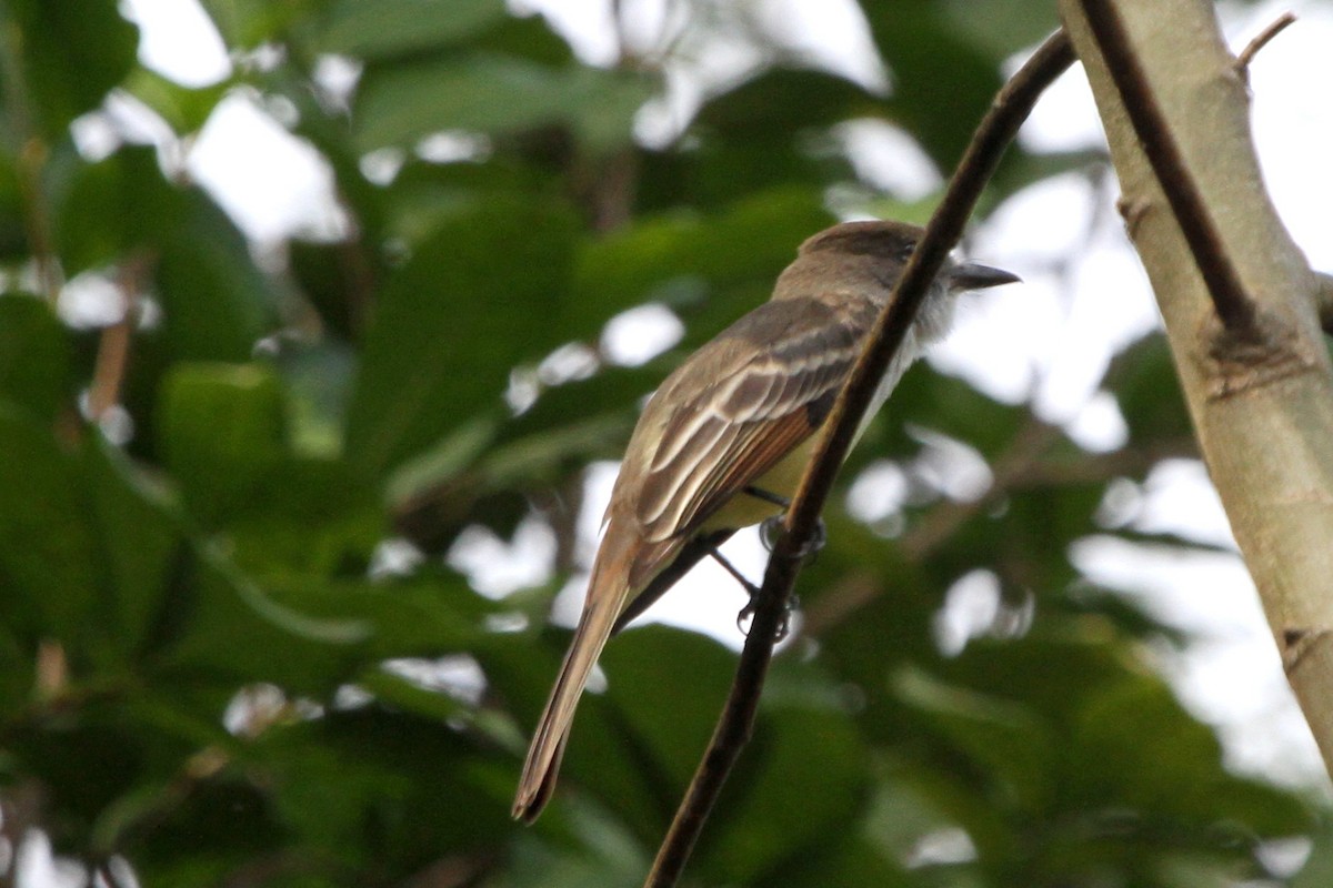 Stolid Flycatcher - ML114332541