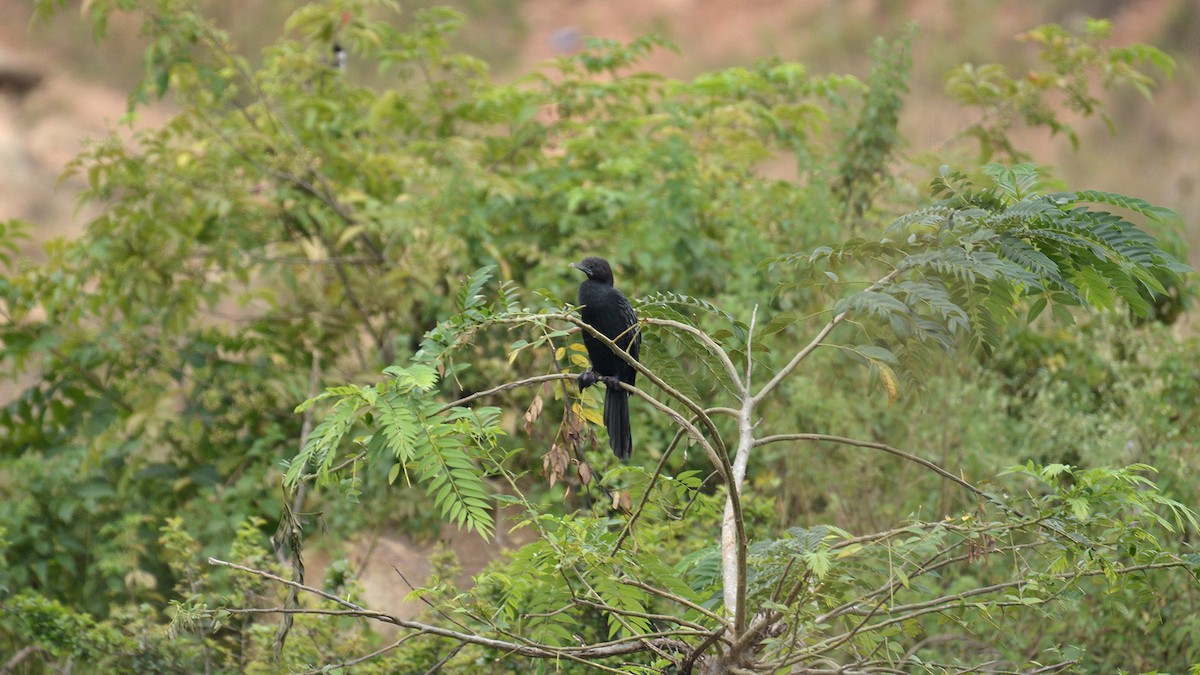 Little Cormorant - Prem Prakash Garg