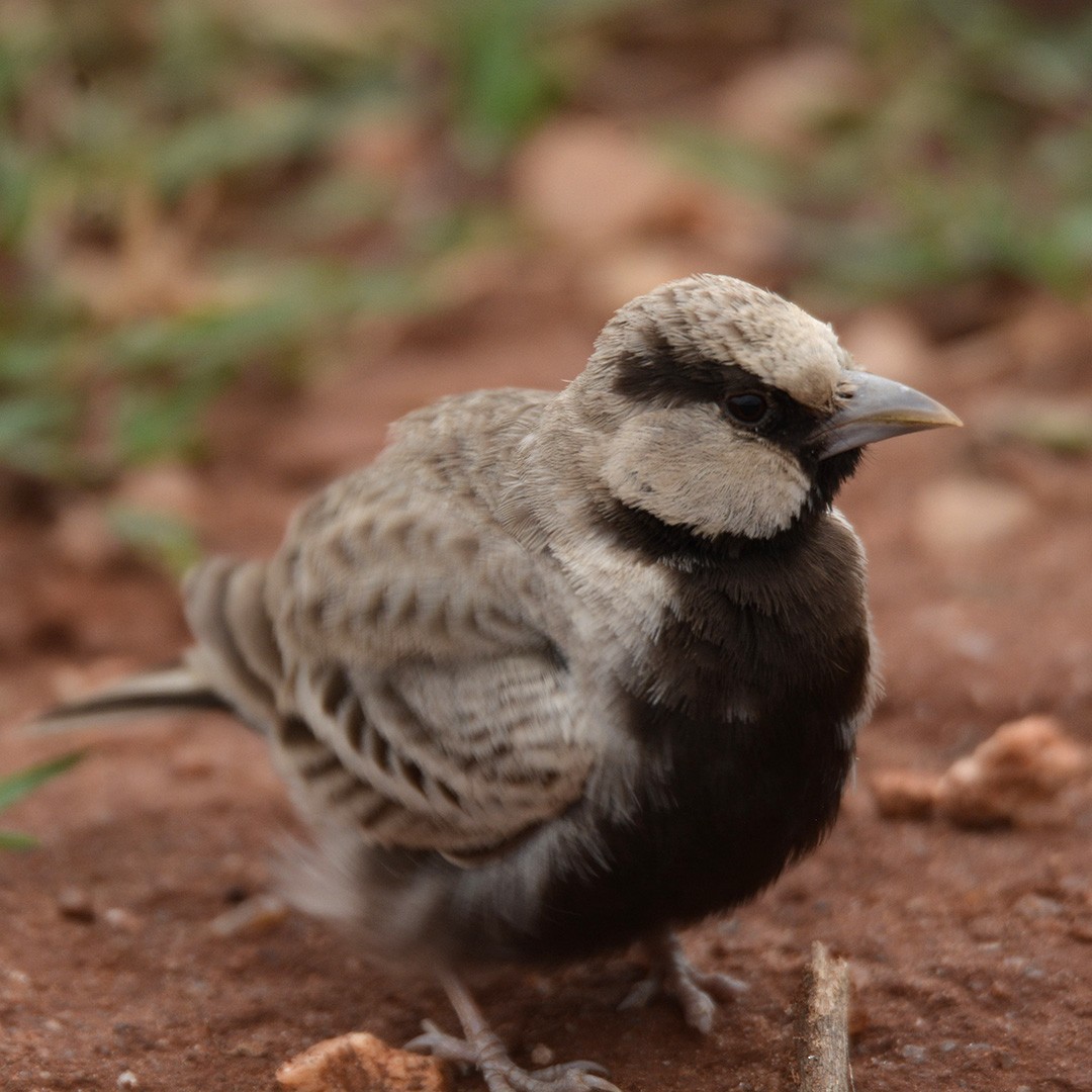 Ashy-crowned Sparrow-Lark - ML114334081