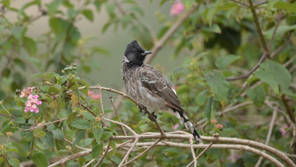 Red-vented Bulbul - ML114334121