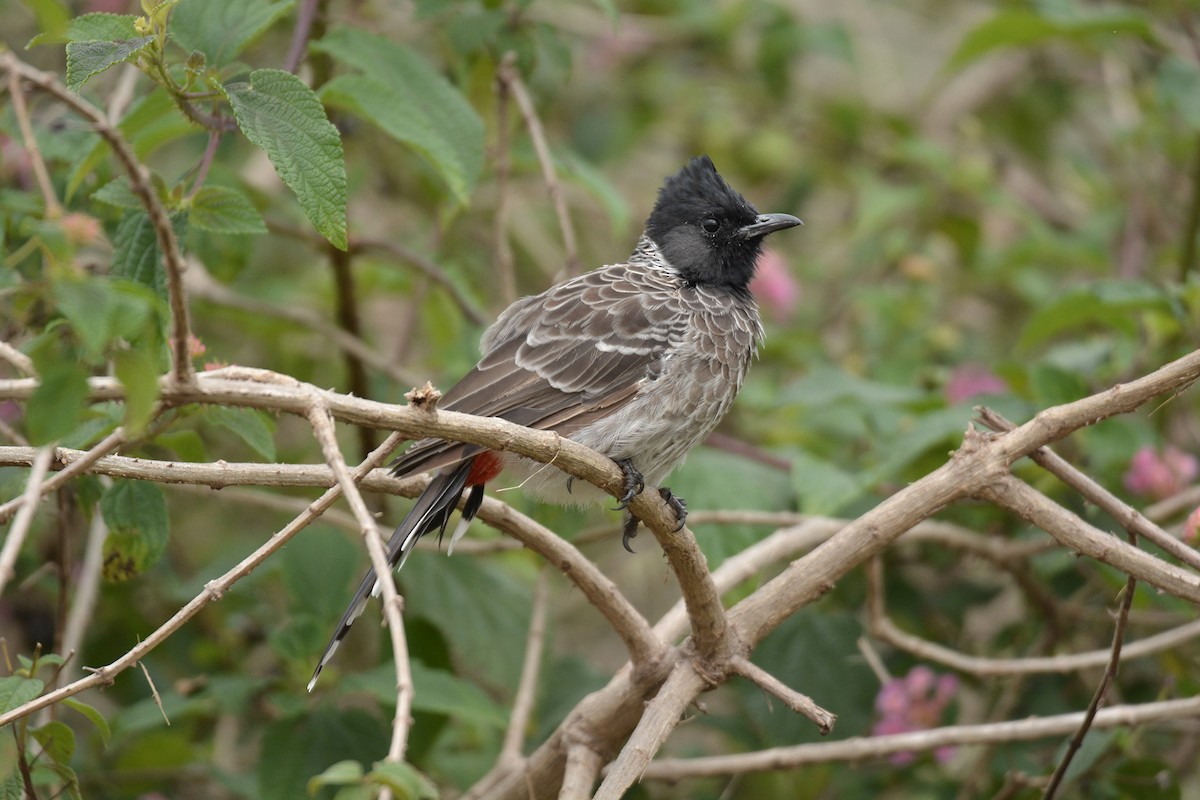 Red-vented Bulbul - ML114334131