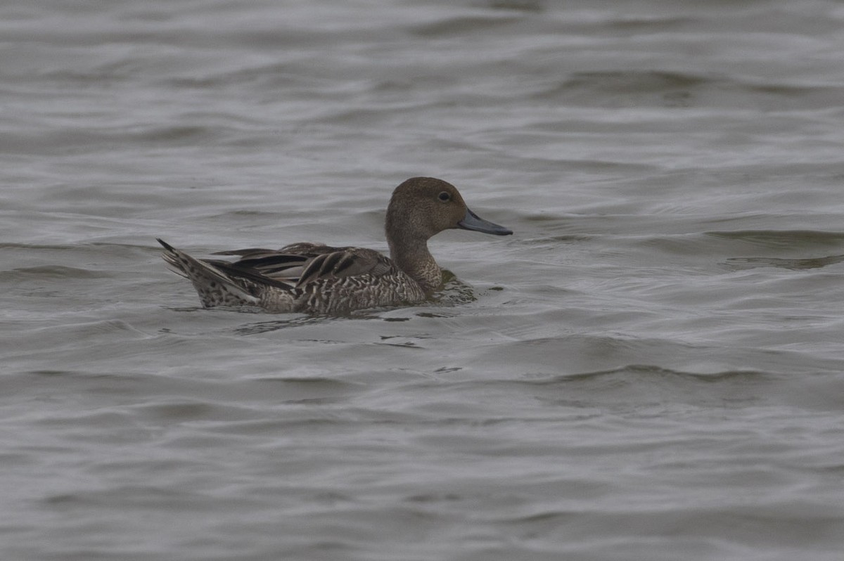 Northern Pintail - ML114334651