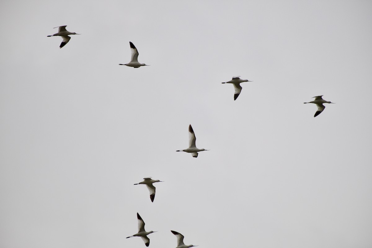 Pied Avocet - ML114337221