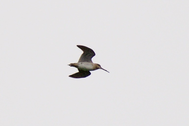 Swinhoe's/Pin-tailed Snipe - ML114337231