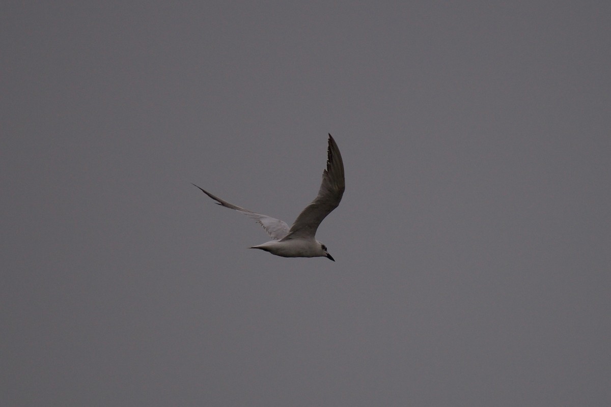 Gull-billed Tern - ML114337331