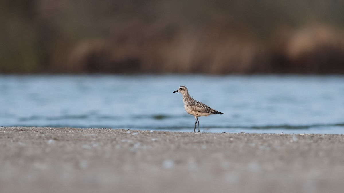 Black-bellied Plover - ML114337511