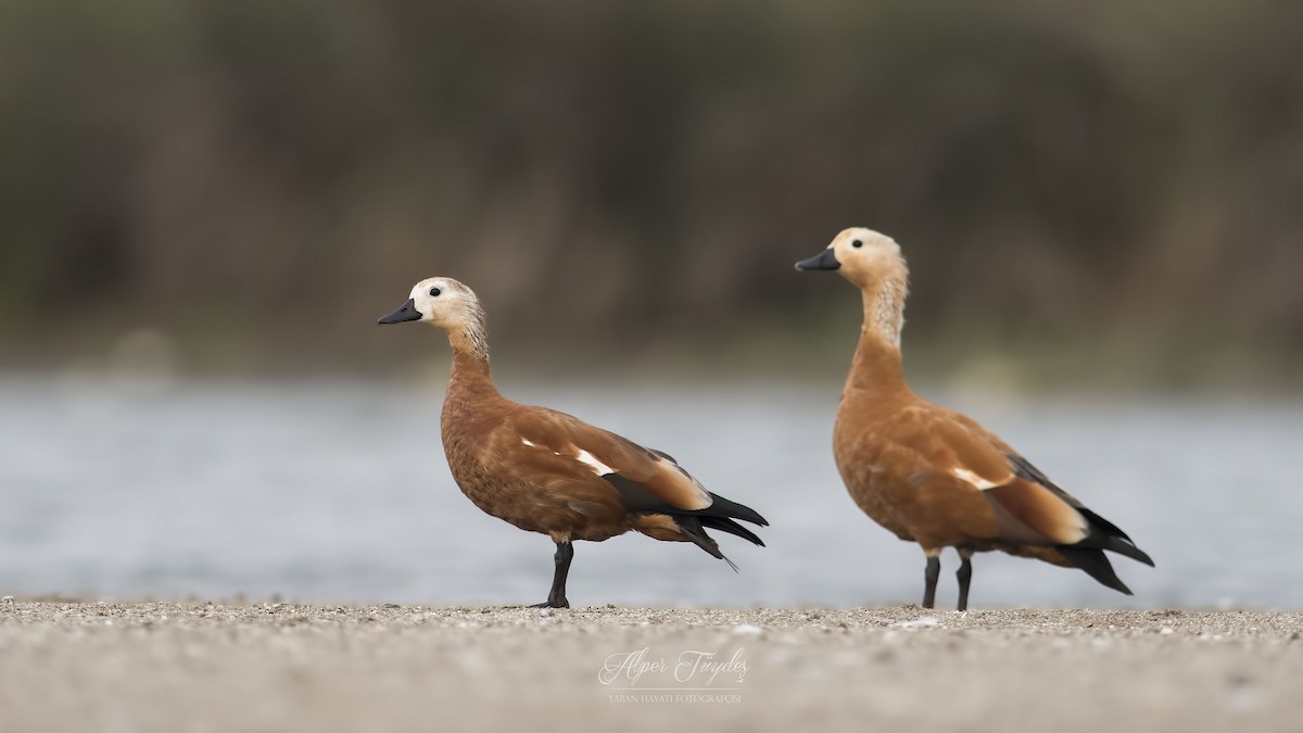 Ruddy Shelduck - ML114337641