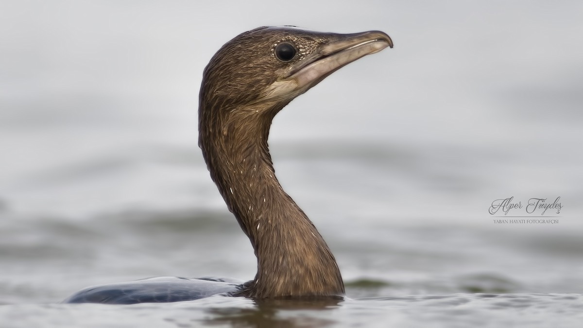 Pygmy Cormorant - ML114337691