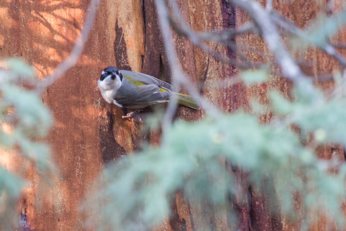 Strong-billed Honeyeater - ML114339471