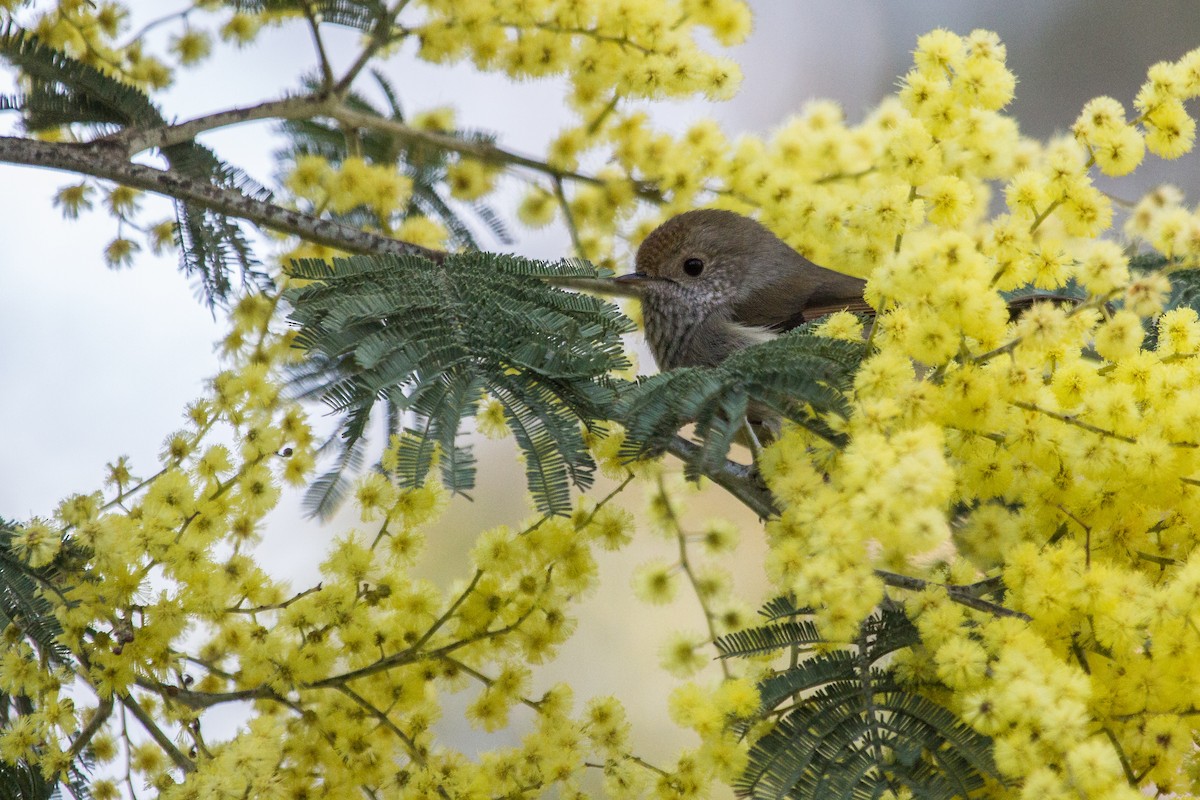 Tasmanian Thornbill - Ramit Singal