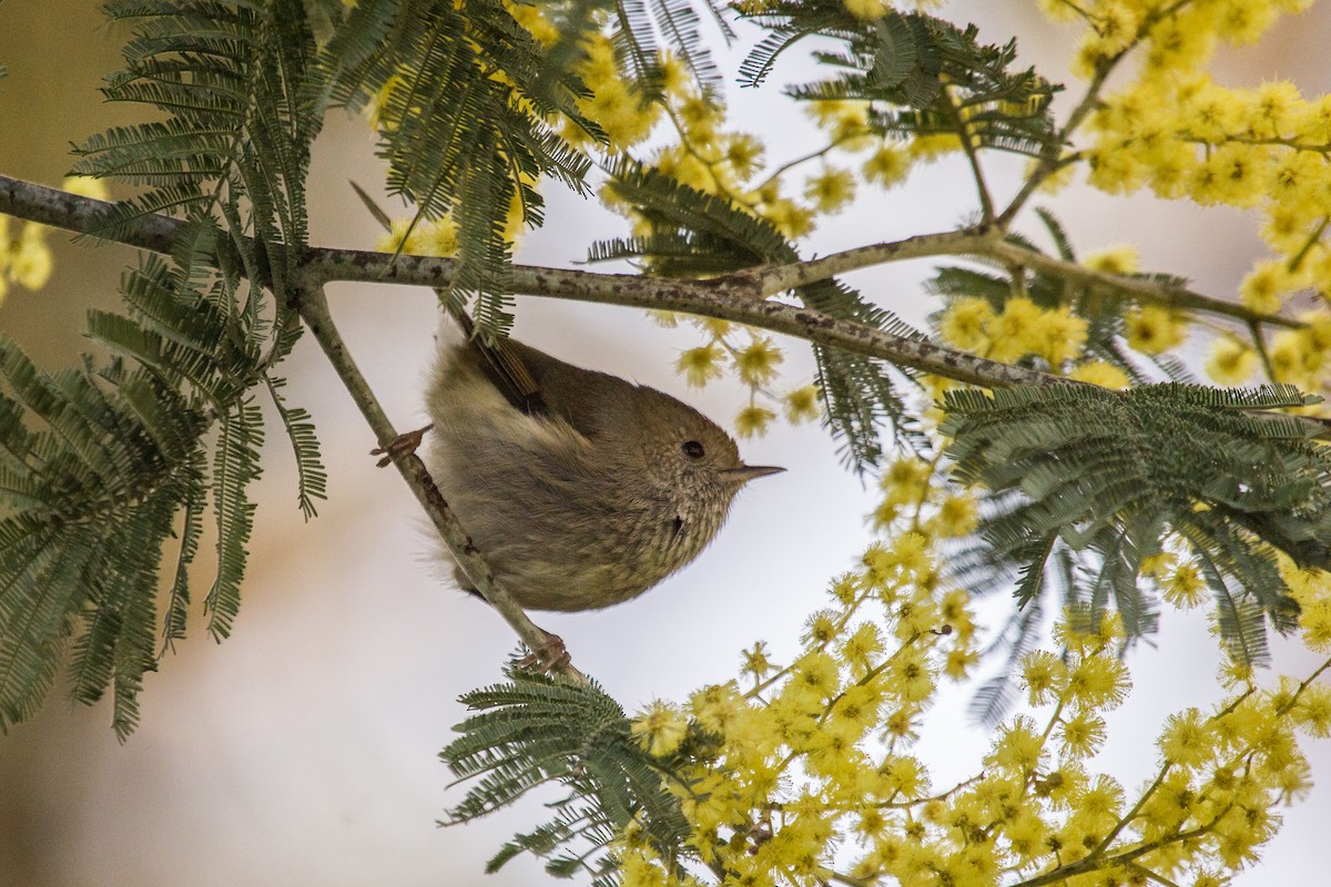 Tasmanian Thornbill - ML114339511