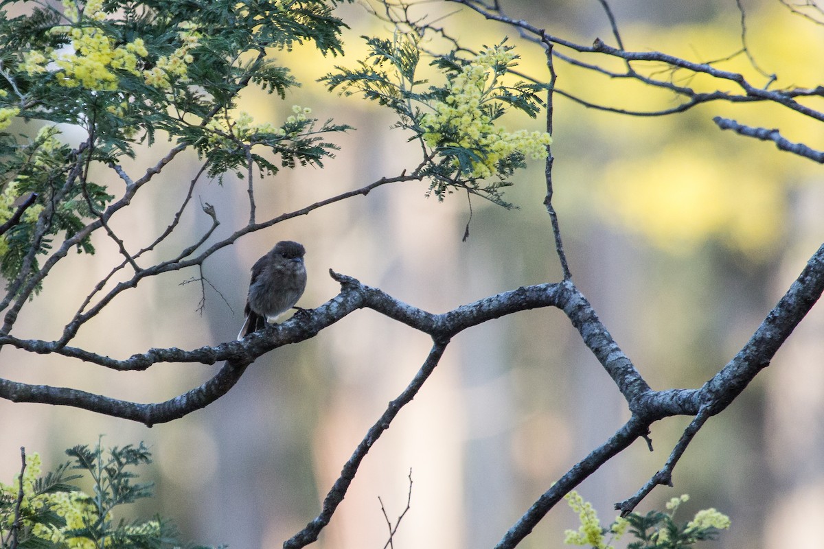 Dusky Robin - Ramit Singal