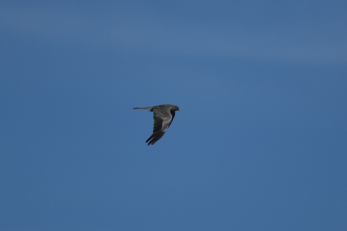 Montagu's Harrier - Andre Vieira