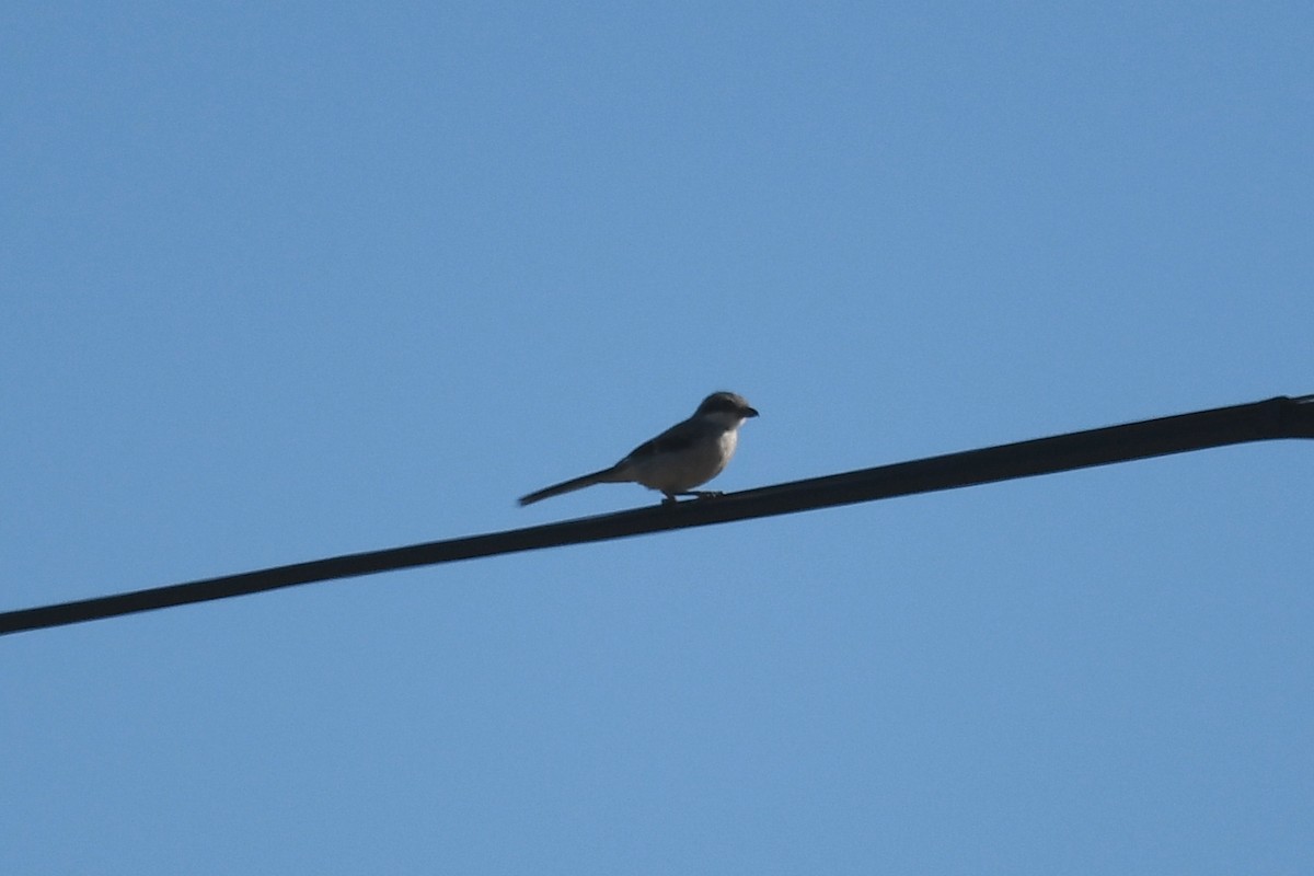 Iberian Gray Shrike - ML114343781