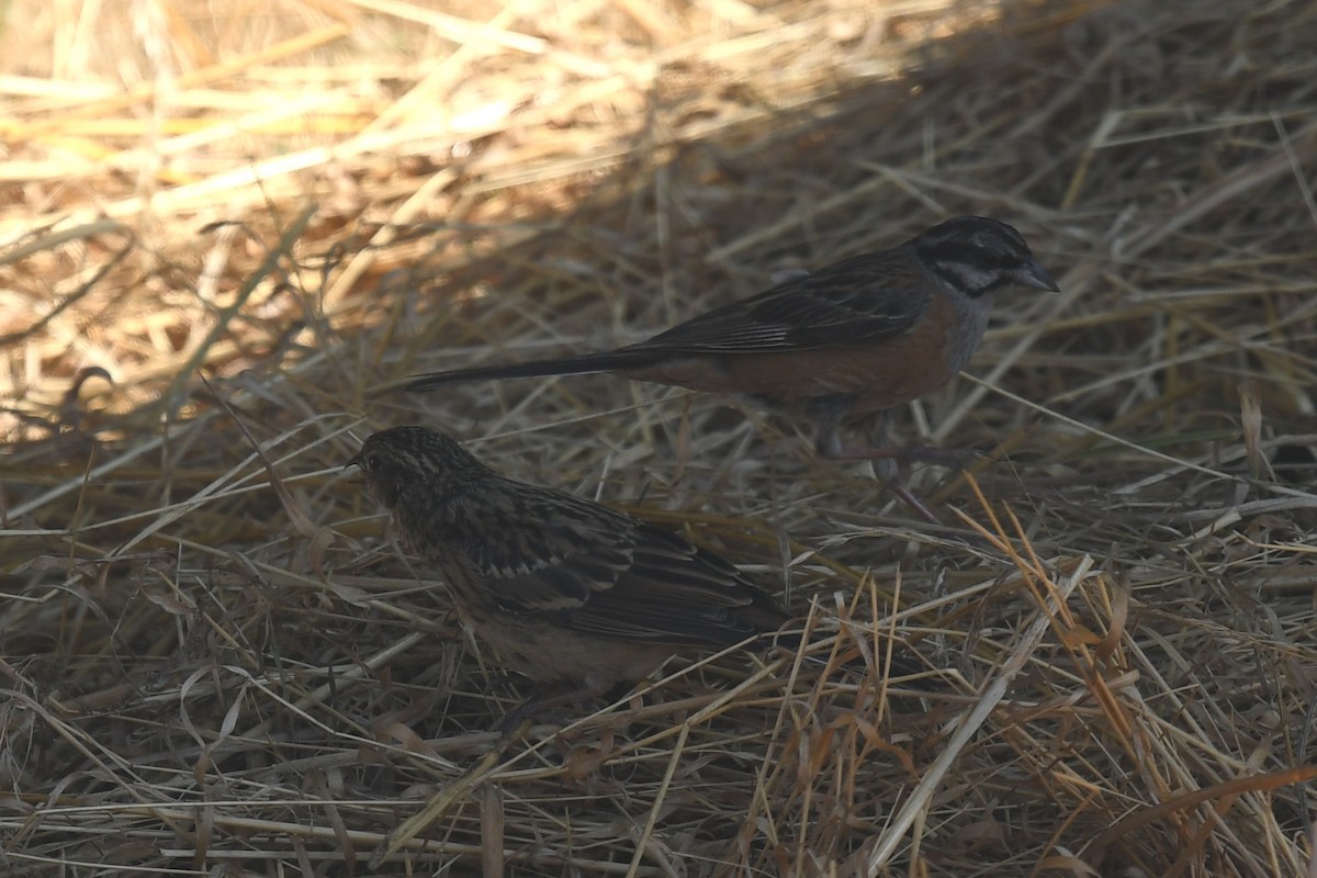 Rock Bunting - ML114343831