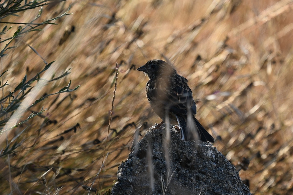 Cirl Bunting - ML114343841