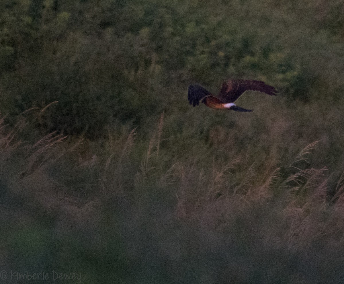 Northern Harrier - ML114345661