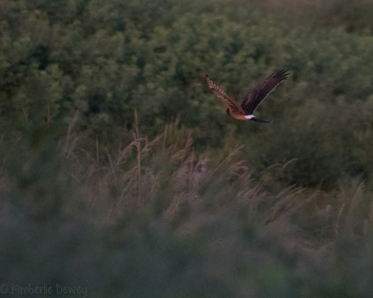 Northern Harrier - ML114345671