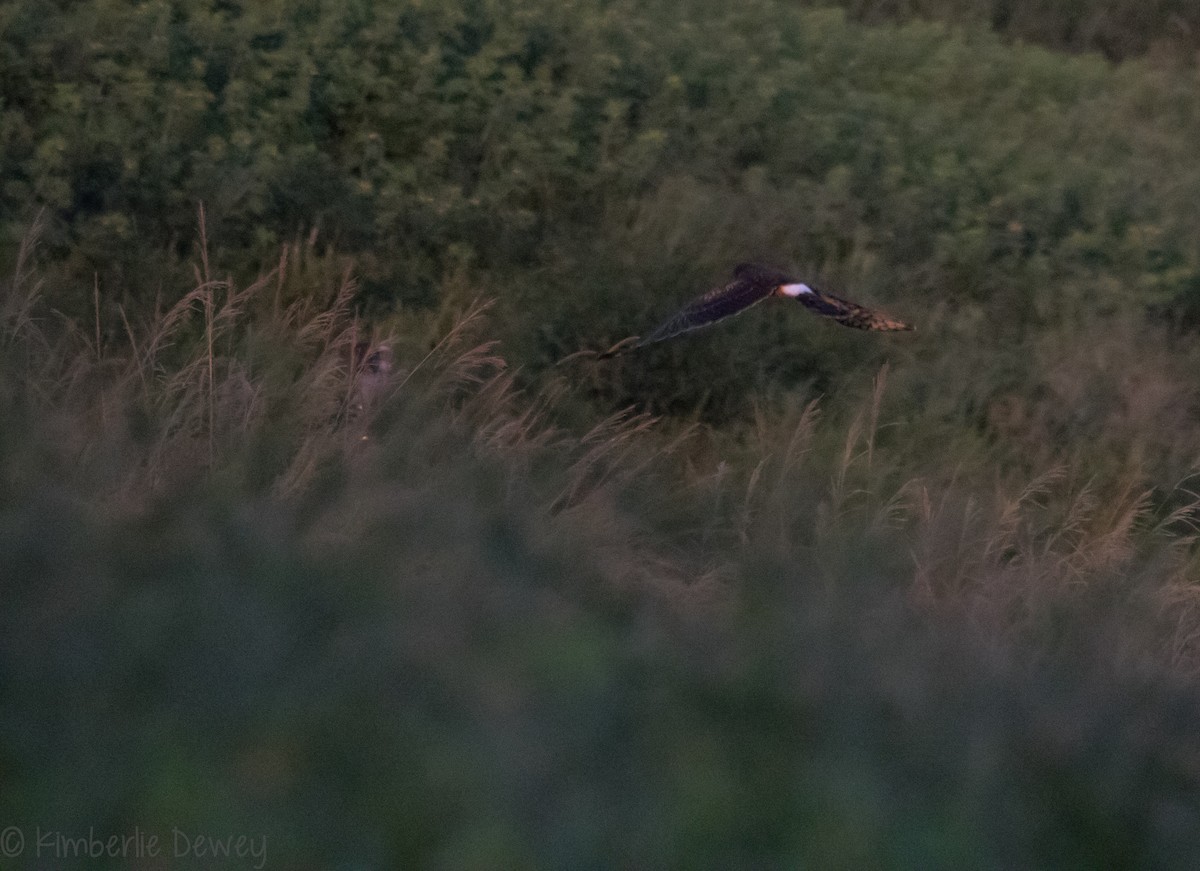 Northern Harrier - ML114345681