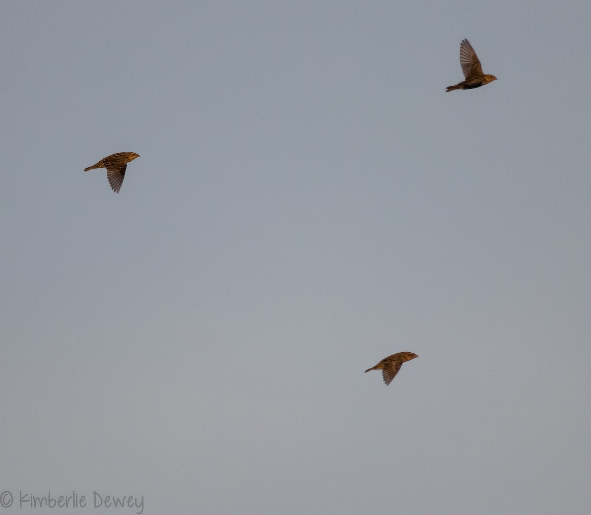 House Finch - ML114345731
