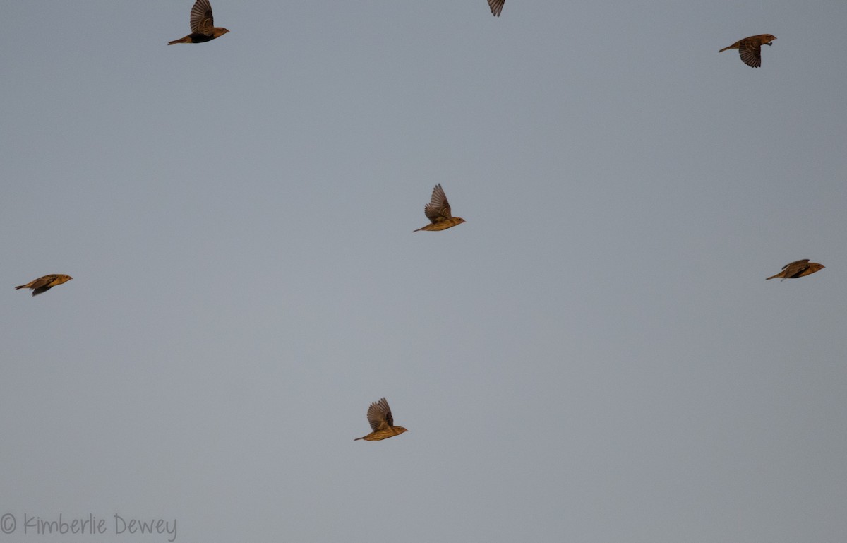 House Finch - ML114345761