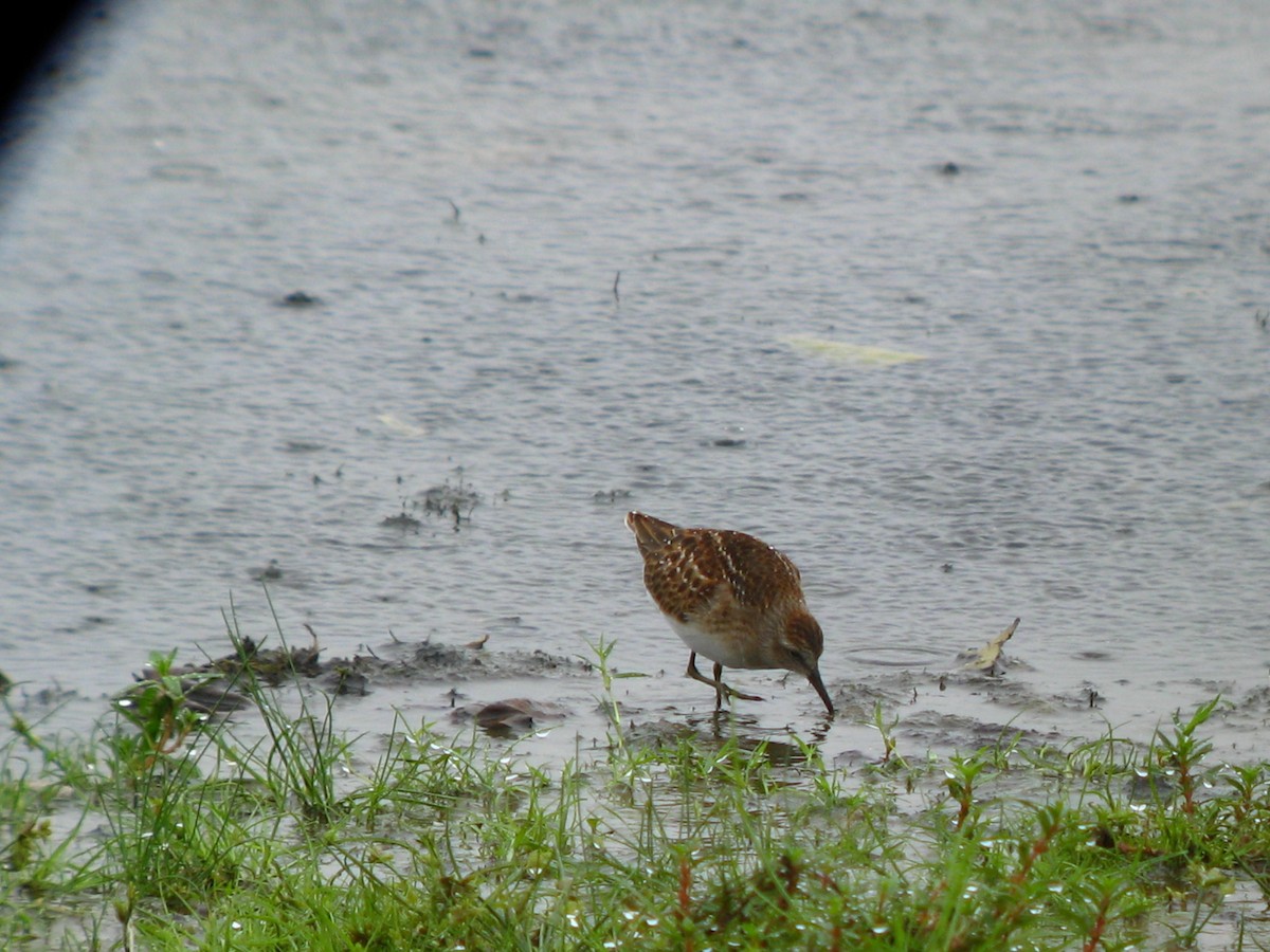 Least Sandpiper - ML114346601