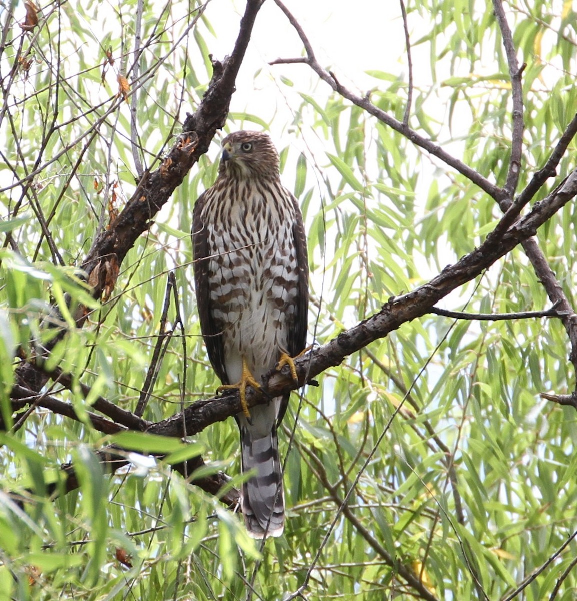 Cooper's Hawk - Don Coons