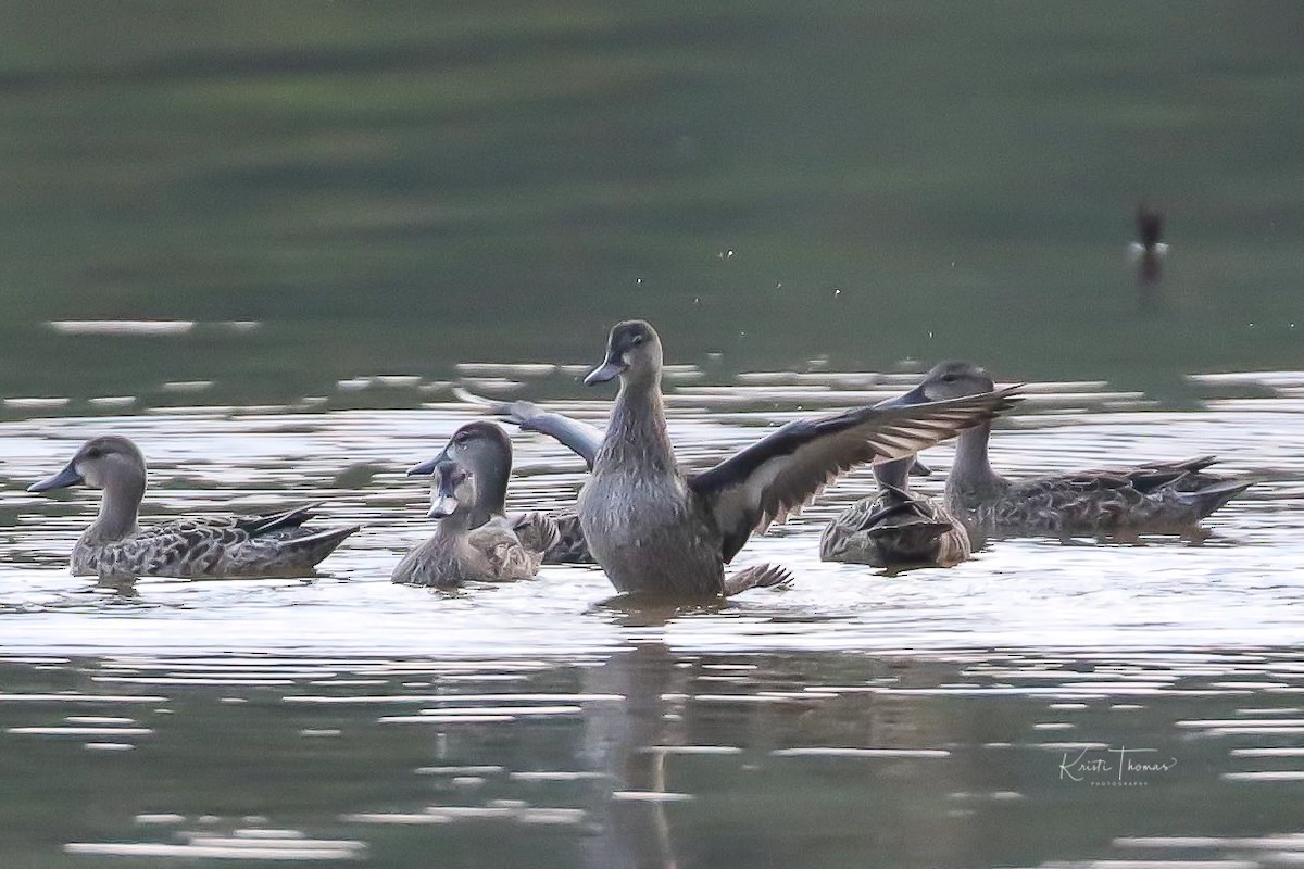 Blue-winged Teal - ML114348401