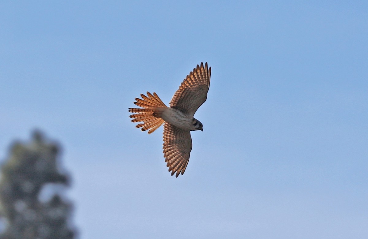 American Kestrel - ML114350671