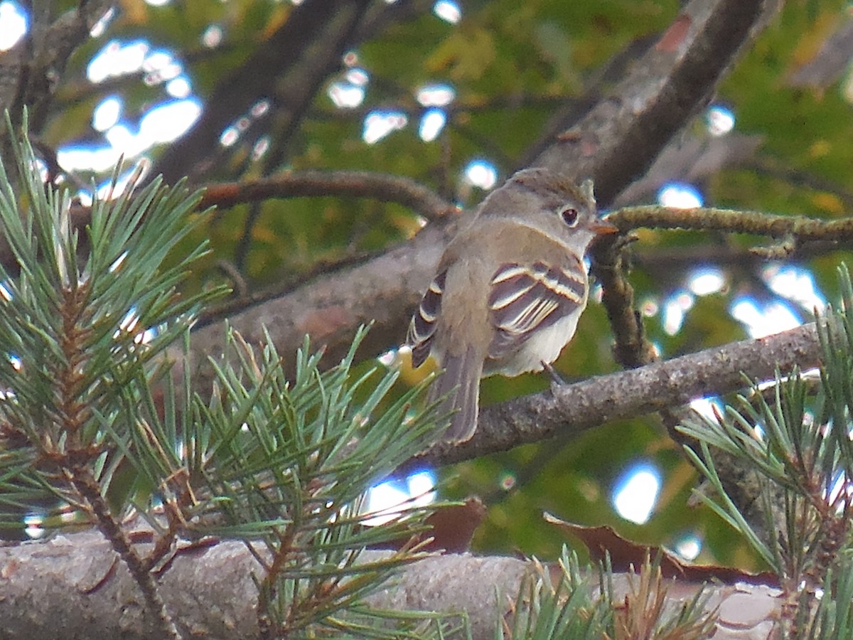 Least Flycatcher - Derek Green