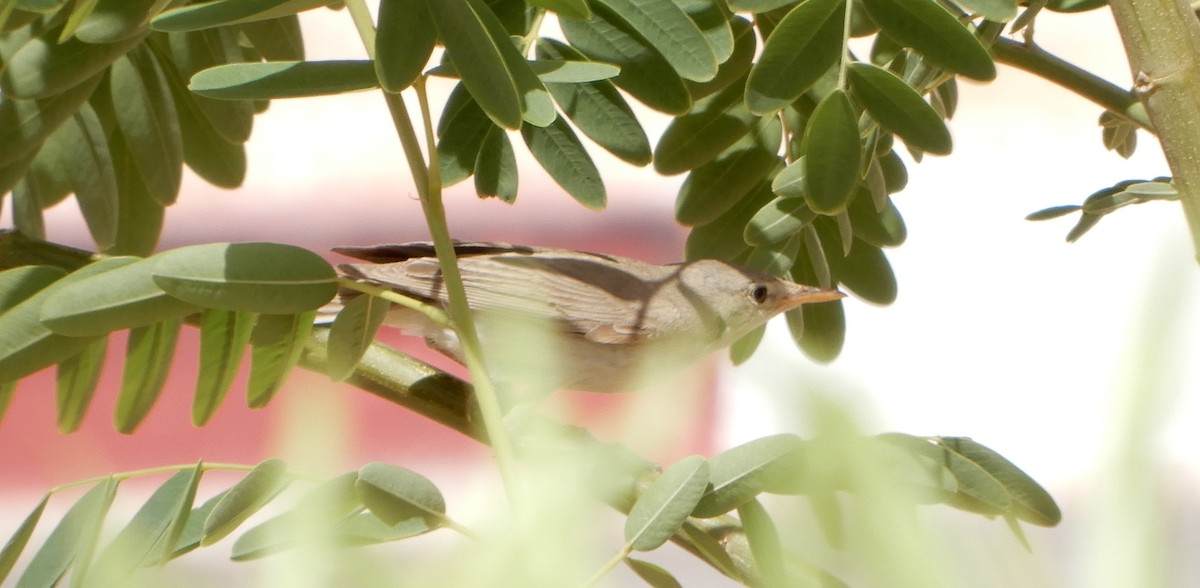 Eastern/Western Olivaceous Warbler - ML114352461