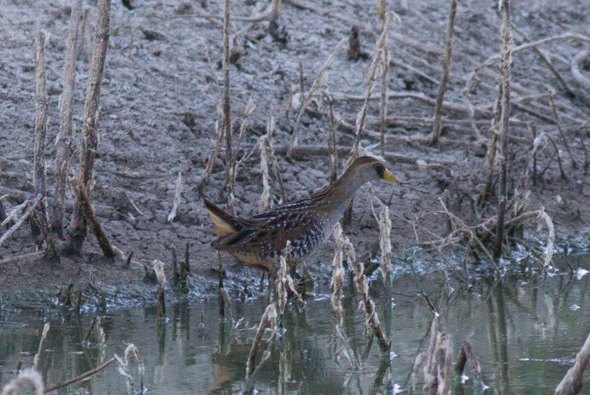 カオグロクイナ - ML114354471