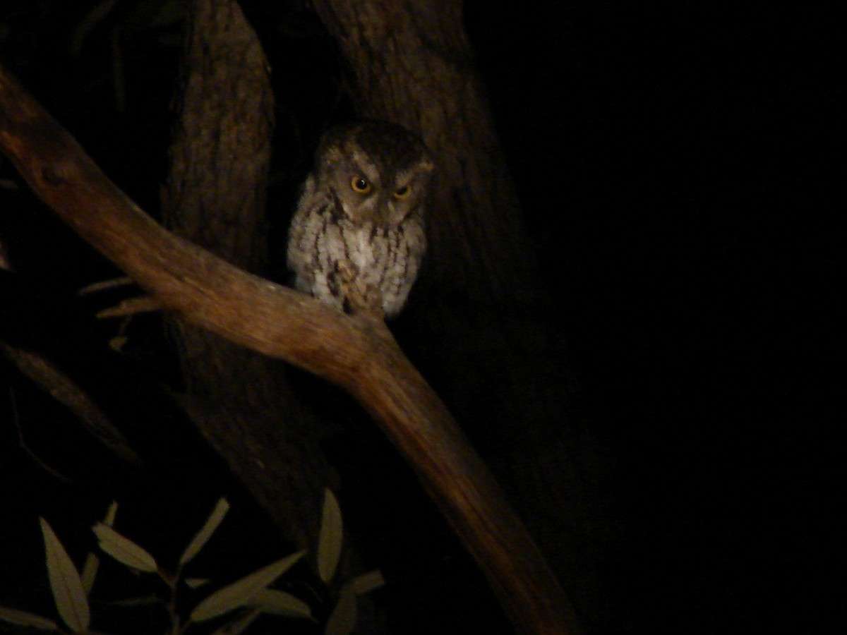 Whiskered Screech-Owl - C Lubecke