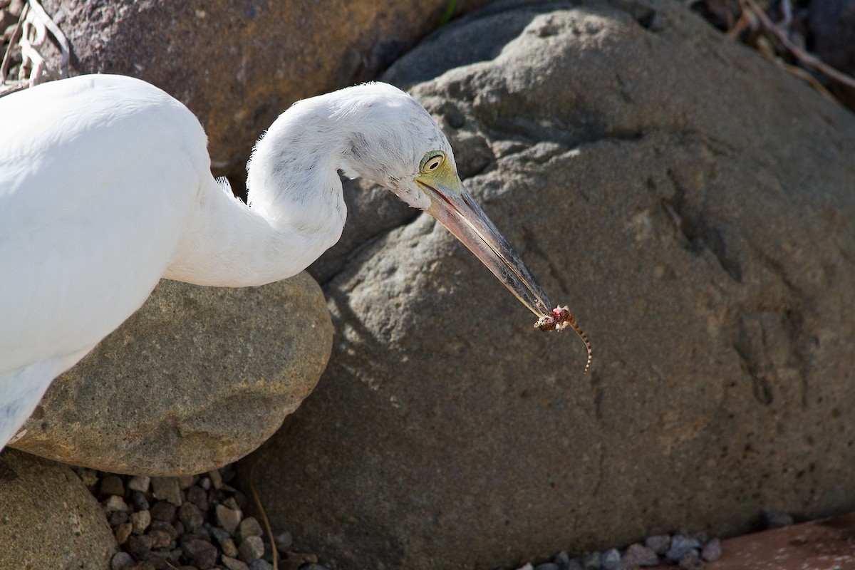 Little Blue Heron - Piet Grasmaijer