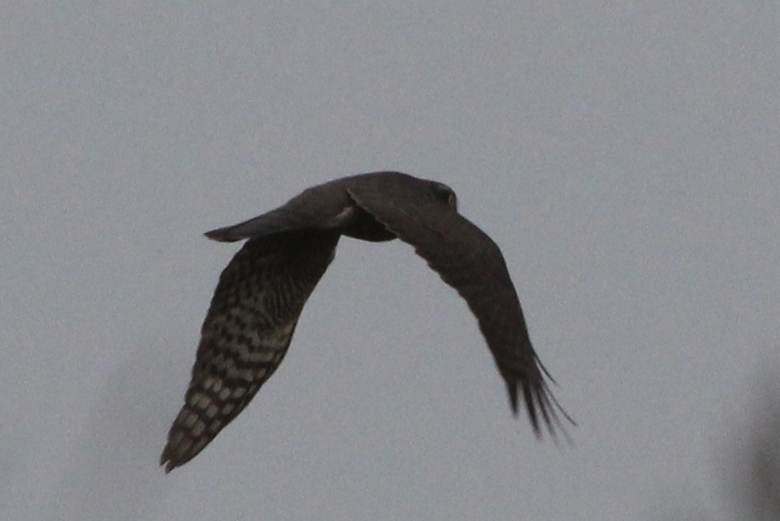 Eurasian Sparrowhawk - ML114363381