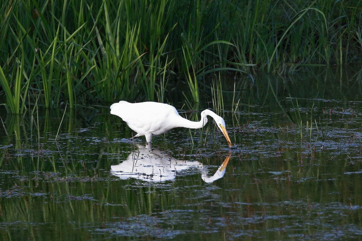 Great Egret - ML114364211