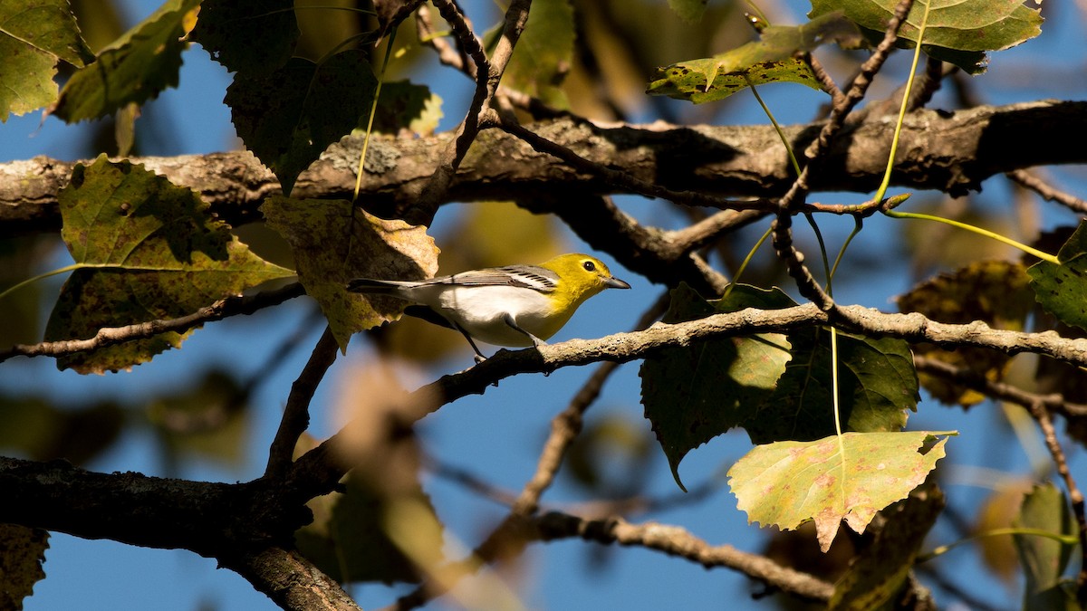 Yellow-throated Vireo - ML114364551