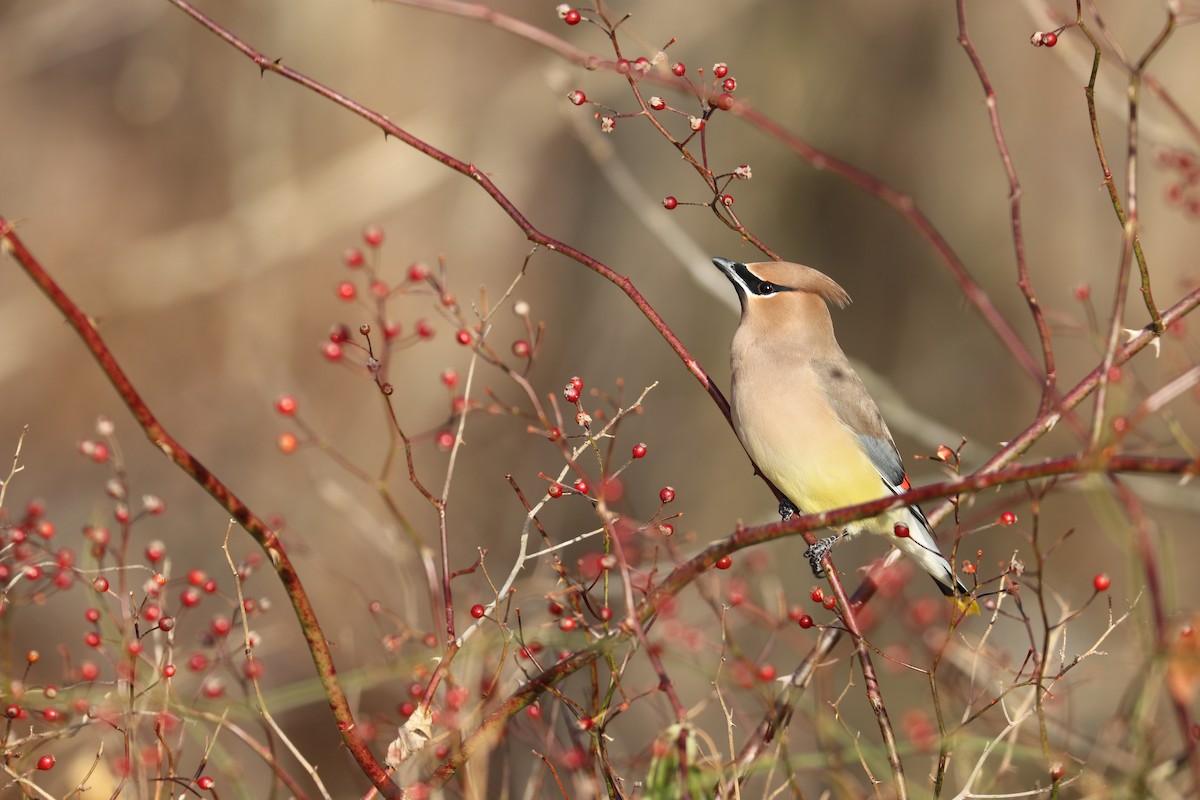 Cedar Waxwing - ML114365791